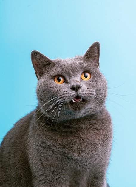 Il gatto britannico su una superficie blu lecca e mostra la lingua