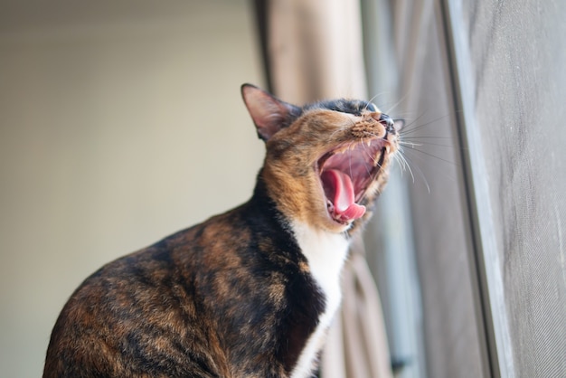 Il gatto calico tricolore sbadiglia per il gattino annoiato assonnato con l'espressione del viso e il concetto di umore pigro del lunedì