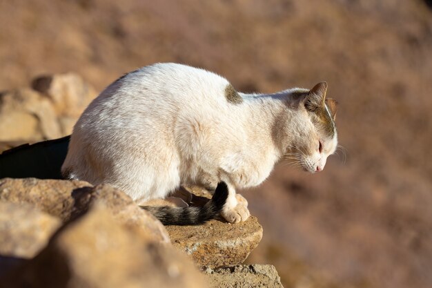 Il gatto cammina lungo il sentiero sullo sfondo della montagna di Mosè in Egitto