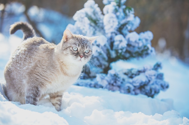 Il gatto cammina nella neve vicino all'albero di Natale