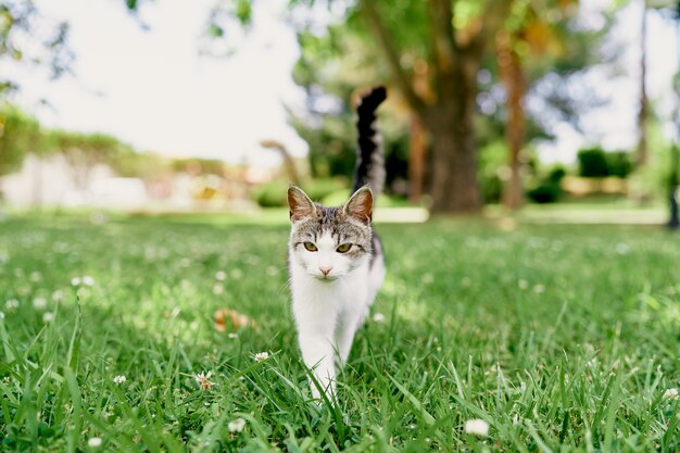 Il gatto cammina su un prato verde su uno sfondo di alberi