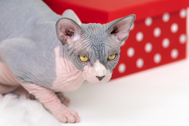 Il gatto canadese Sphynx si trova vicino alla confezione regalo a pois rossi