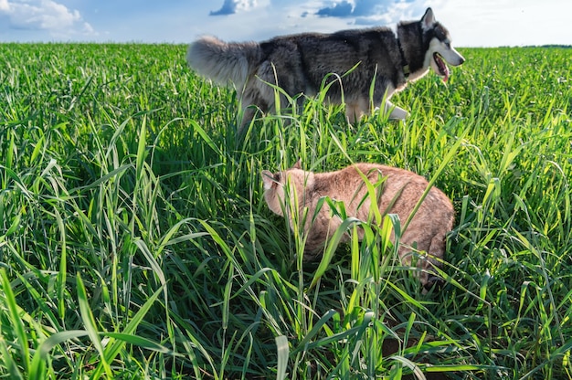 Il gatto carino con gli occhi azzurri si nascose nell'erba Il gatto che cammina nell'erba verde alta