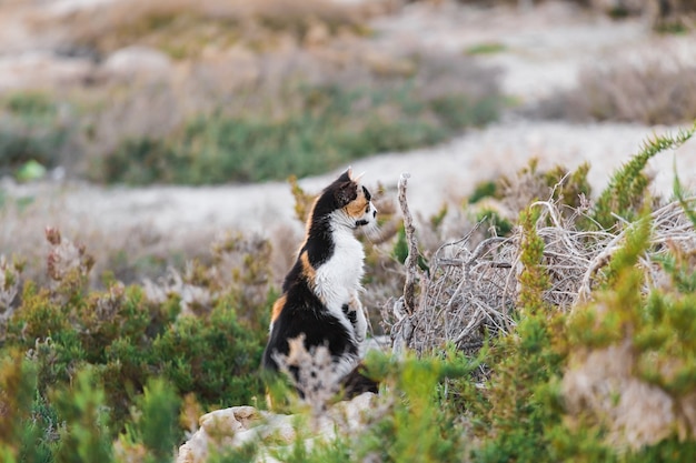 Il gatto cerca la preda. A caccia.