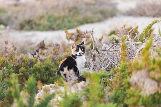 Il gatto cerca la preda. A caccia.