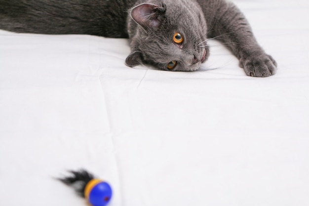 Il gatto certosino gioca con un uomo una palla e un bastone semplici giochi di gatti