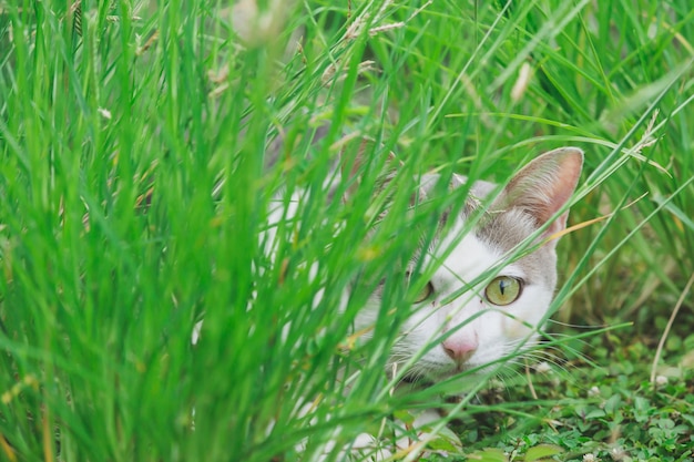 il gatto che sbircia attraverso l&#39;erba