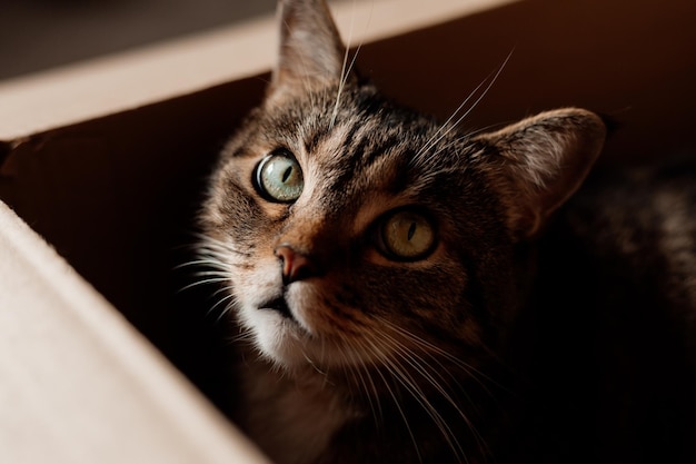 Il gatto con gli occhi verdi giace in una scatola di cartone sul pavimento