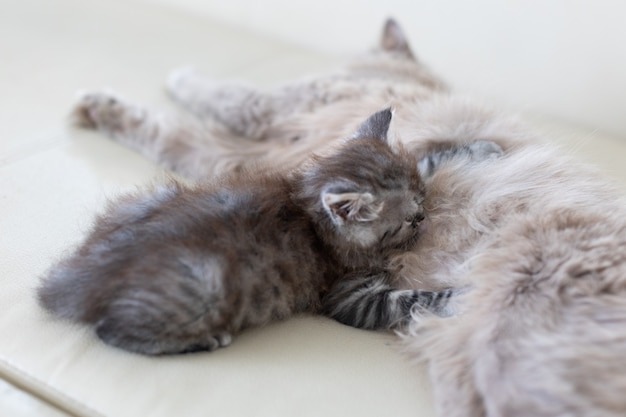 Il gatto con il gattino si trova sul divano. Il gatto nutre il gattino con il suo latte.