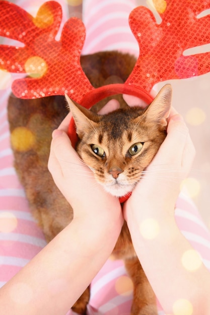 Il gatto con le corna di renna di Natale si siede sulle sue braccia con luci bokeh