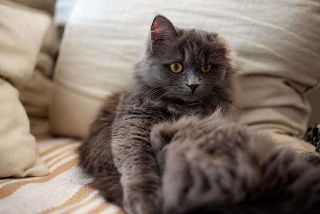 Il gatto con le strisce si siede sul divano e guarda direttamente la telecamera