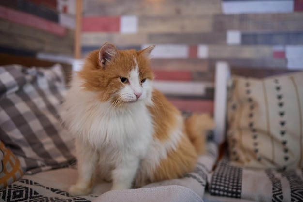 Il gatto con le strisce si siede sul divano e guarda direttamente la telecamera.