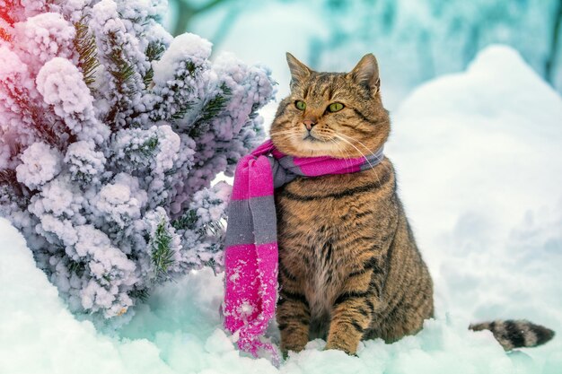 Il gatto con una sciarpa lavorata a maglia si siede nella neve vicino all'abete