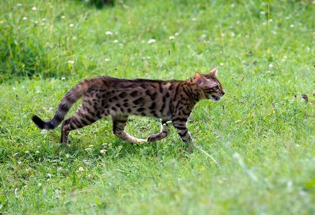 Il gatto corre su un prato