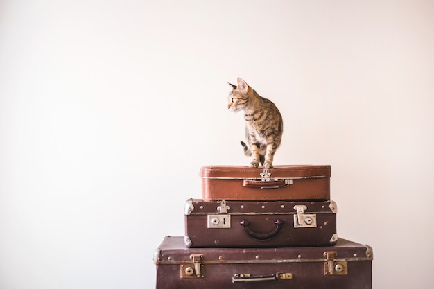 Il gatto curioso si siede su valigie vintage sullo sfondo di un muro chiaro.