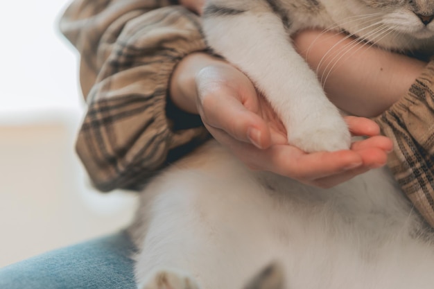 Il gatto curioso tocca una mano di donne asiatiche quando il gatto si rilassa a casa