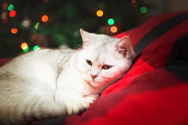 Il gatto d'argento britannico giace su una coperta rossa