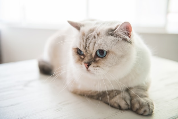 Il gatto dagli occhi azzurri sveglio sta trovandosi sul tavolo al veterinario