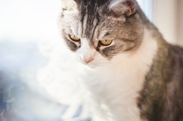 Il gatto della razza britannica è seduto sul davanzale della finestra, gatto grigio e zampe bianche