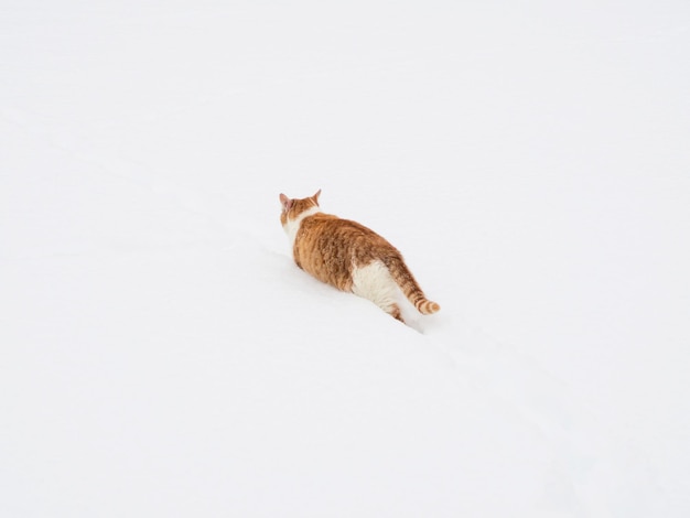 Il gatto dello zenzero cammina nella neve. Il gatto si intrufola tra i cumuli di neve