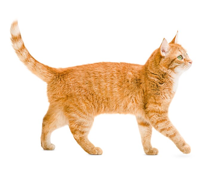 Il gatto dello zenzero cammina su uno sfondo bianco e isolato
