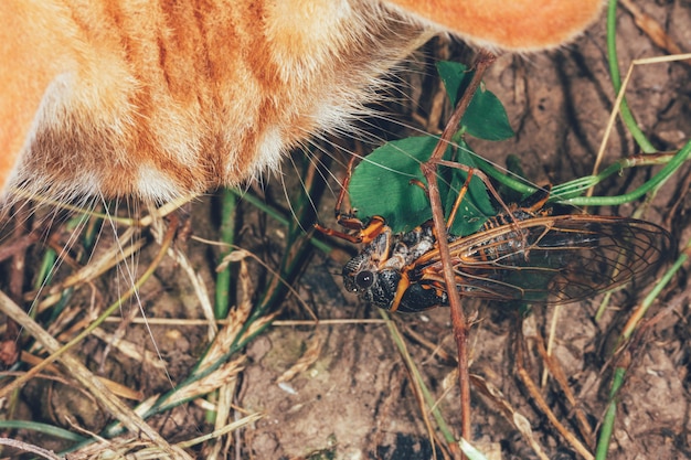 Il gatto dello zenzero guarda la cicala