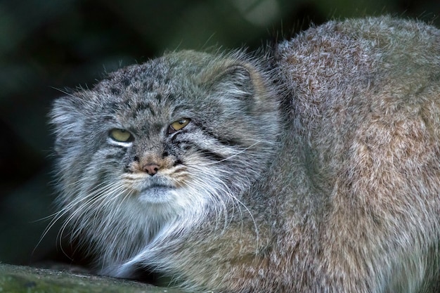 Il gatto di Pallade (Otocolobus manul)