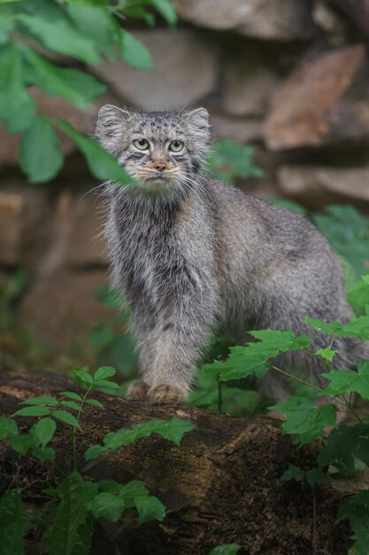 Il gatto di Pallade