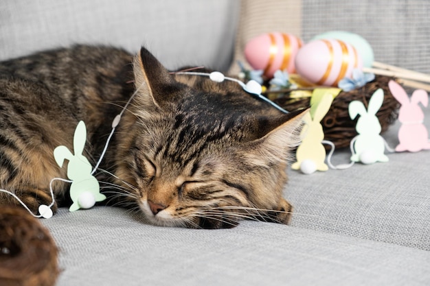 Il gatto di Pasqua dorme tra una ghirlanda di conigli e un cesto di uova dipinte