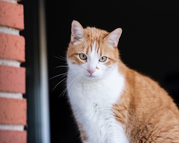 Il gatto di pelo arancione con begli occhi