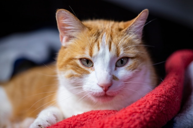 Il gatto di pelo arancione con begli occhi