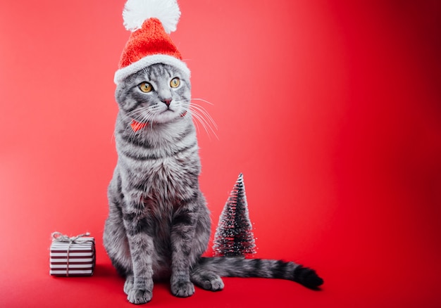 Il gatto di soriano grigio porta il cappello di Santa su fondo rosso.