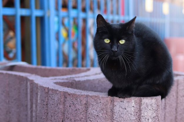 Il gatto di strada nero si siede sul cantiere con luce vivida soleggiata