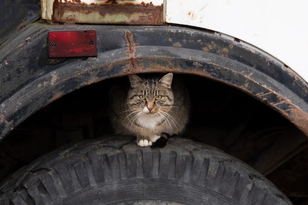 Il gatto di strada siede sul volante di un camion