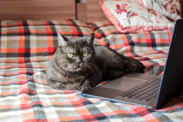 Il gatto divertente finge di usare il computer portatile