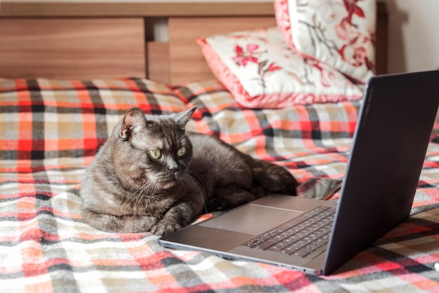 Il gatto divertente finge di usare il computer portatile