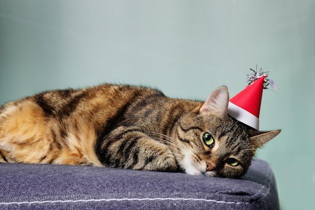 Il gatto domestico a pelo corto a strisce in un cappello di natale rosso di carnevale sta posando sul divano