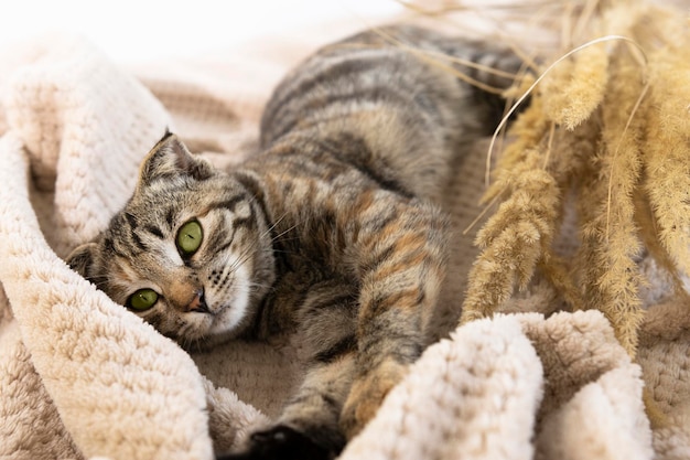 Il gatto domestico a strisce giace su una coperta beige e rilassa l'animale domestico all'interno della casa