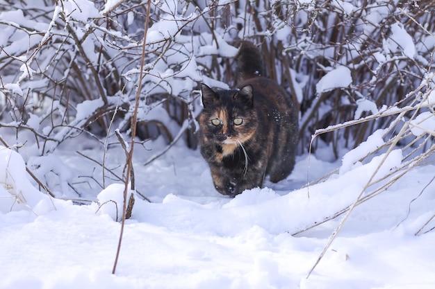 Il gatto domestico attivo cammina nella neve profonda nel parco invernale