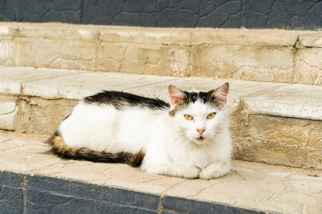 Il gatto domestico curioso è sdraiato sui gradini di casa