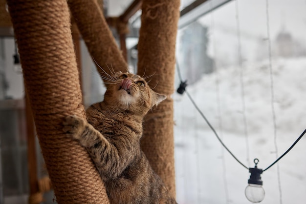 Il gatto domestico divertente si arrampica sul palo del gatto