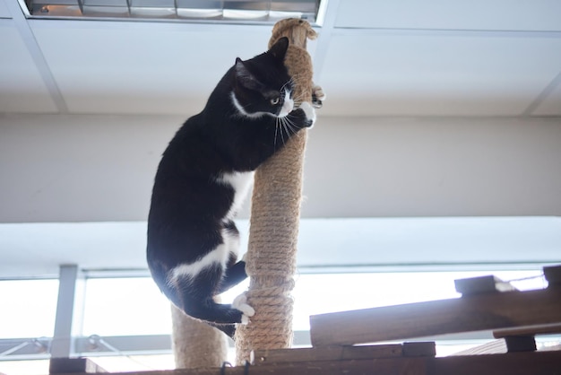 Il gatto domestico divertente si arrampica sul palo del gatto