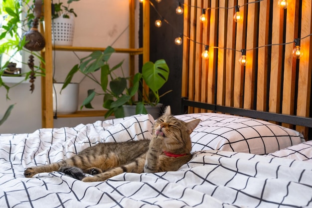 Il gatto domestico giace sulla copertina e si lava la faccia e leca la sua pelliccia nella camera da letto in stile loft interno parete nera con lastre di legno letto metallico retro lampadine ghirlanda