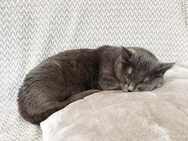 il gatto domestico grigio dorme su un divano con un cuscino