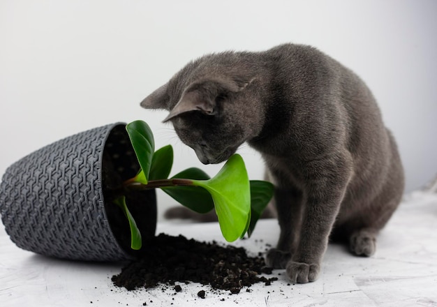 Il gatto domestico ha lasciato cadere il vaso di fiori e sembra colpevole Il concetto di danno da animali domestici