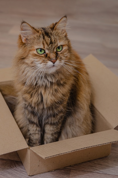 Il gatto domestico lanuginoso è seduto in una scatola di cartone.