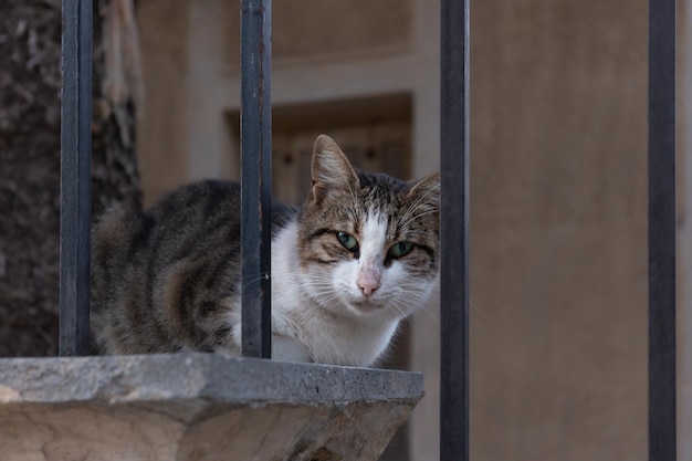 Il gatto domestico si siede dietro il recinto vicino a una casa guardando direttamente nella telecamera