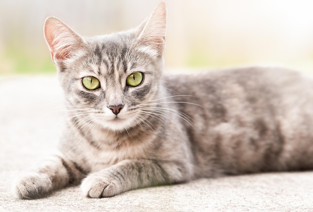 Il gatto domestico si trova sul marciapiede sul primo piano della strada