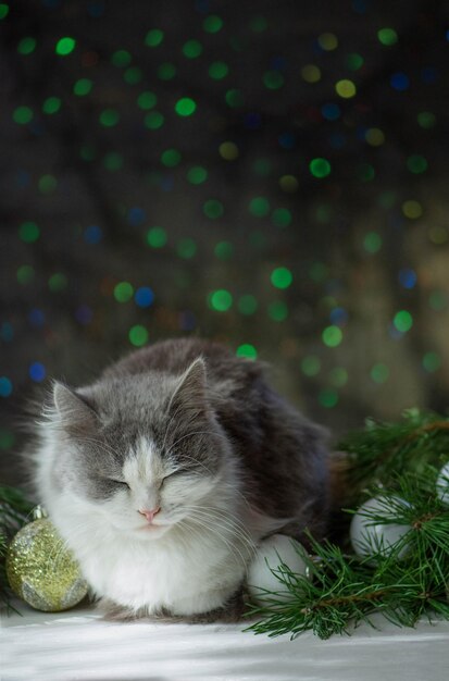 Il gatto dorme con le decorazioni di Natale Dormire durante il Natale Gattino di Natale addormentato