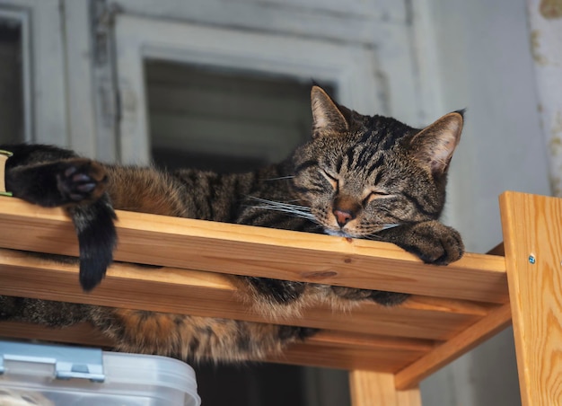 Il gatto dorme su una mensola di legno